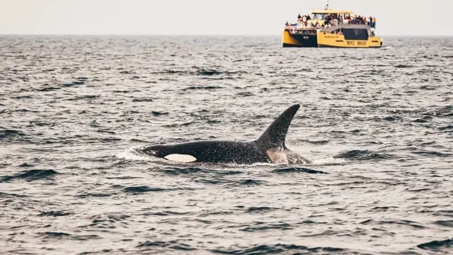 Whale Watching from Granville Island