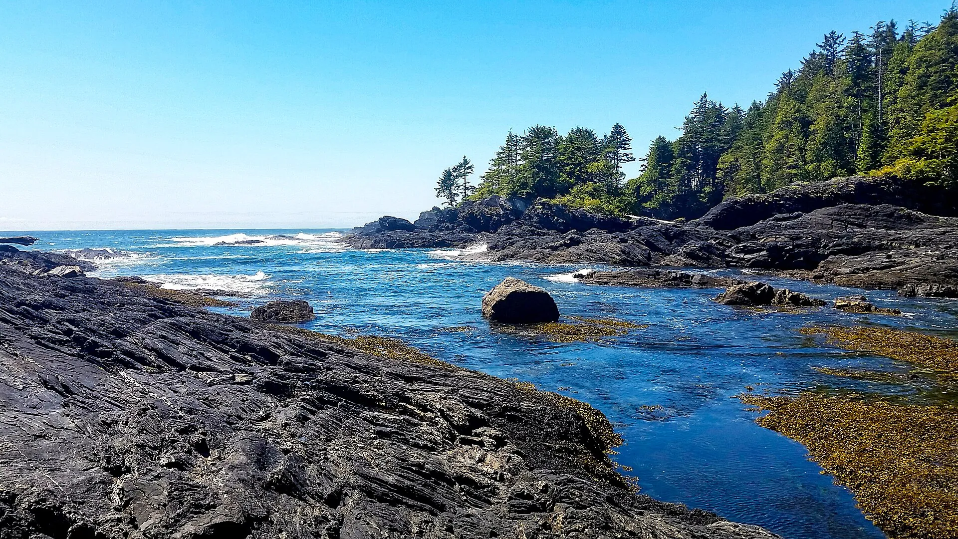 Port Renfrew: Tide Pools & Big Trees, Port Renfrew, Victoria BC