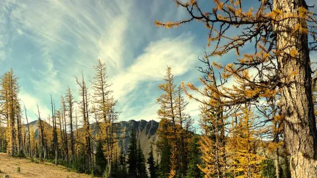 Manning Park: An Alpine Stargazing Retreat