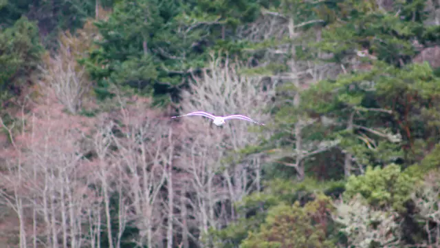 Driftwood and Swans at Esquimalt Lagoon