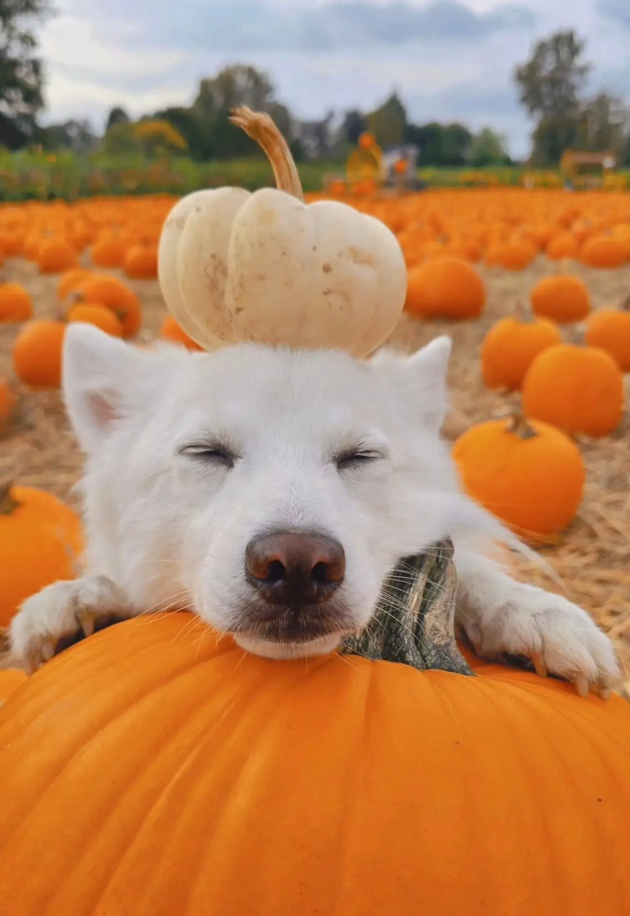 A white dog rests in the pumpkin patch at Richmond Country Farms, lying on an orange pumpkin with a smaller pale pumpkin balanced on its head.