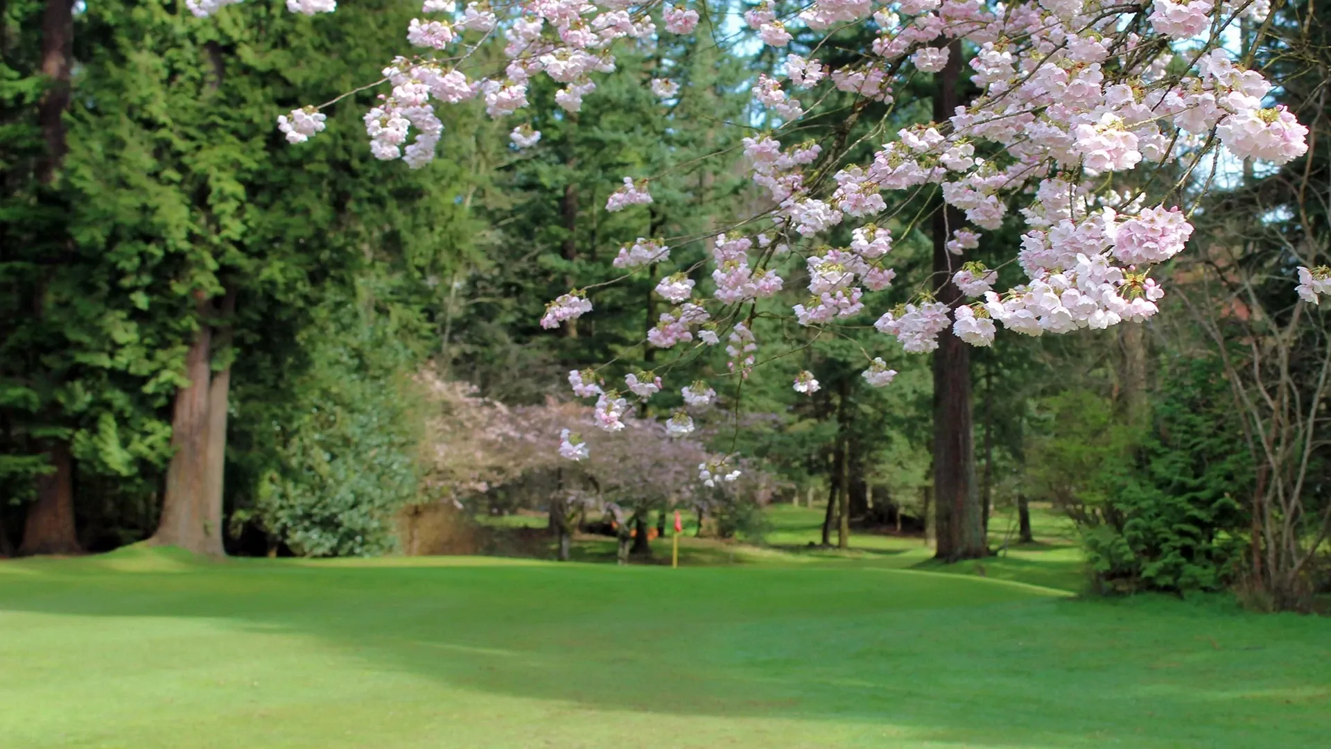 Play Pitch & Putt Under the Firs at Central Park