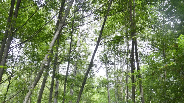 Wander the River Trails on Deas Island