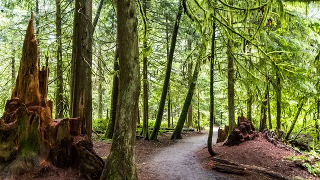 Lose Yourselves in Pacific Spirit Park