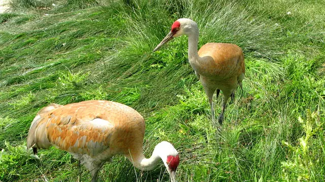 Reifel Bird Sanctuary on Westham Island