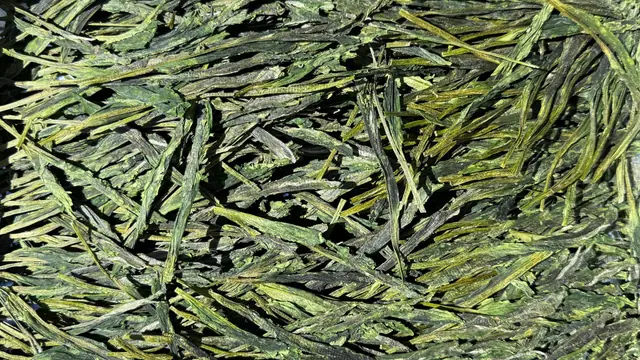 Sip Rare Tea Side-by-Side at O5
